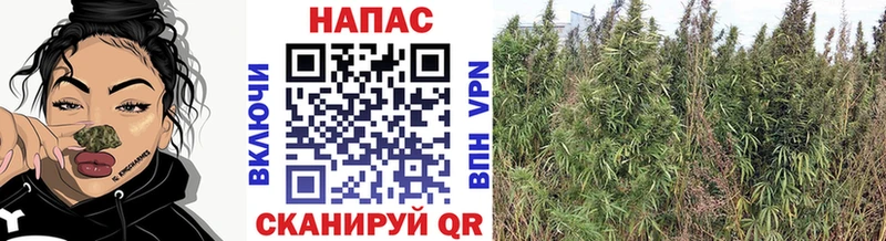 Бошки марихуана тримм  даркнет сайт  ссылка на мегу как зайти  Саянск 